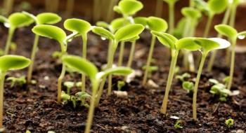 Протруювання насіння – обов’язковий елемент системи захисту у сезоні – 2020 Рис.1