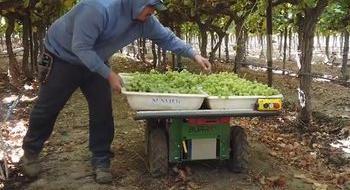 Роботизована платформа Burro підвищила ефективність збирання винограду на 40% Рис.1