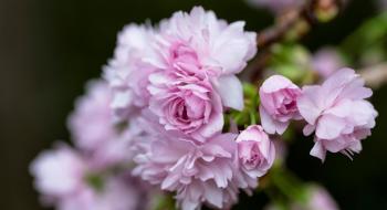 У Токіо оголошено початок сезону цвітіння сакури Рис.1