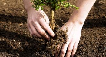 В Україні вже висадили 100 млн саджанців дерев Рис.1