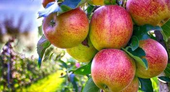 Вчені назвали спосіб миття яблук, який знищує мікроби та пестициди Рис.1