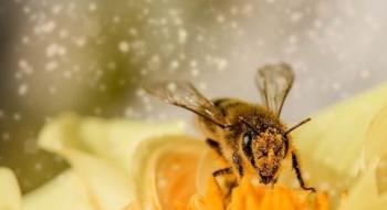 Запилення дикими бджолами підвищує урожайність люцерни в 6 разів Рис.1