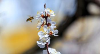 Бджоли рятують урожай в садах після нічних заморозків Рис.1