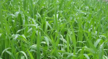 Експерти ALFA Smart Agro розповіли про допомогу у відновленні озимих навесні Рис.1