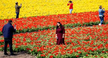 Фермери Нідерландів скошують поля тюльпанів, аби відвадити туристів Рис.1