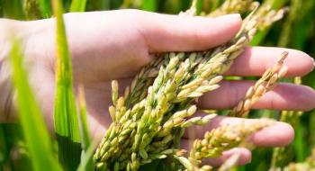 Китайці презентували новий сорт рису з врожайністю понад 30 т/га Рис.1