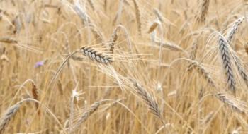 МЕРТ підписало меморандум про обмеження експорту зернових Рис.1