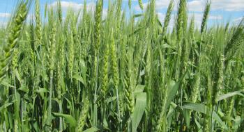 Найстійкішими до весняних морозів виявилися сорти озимої пшениці української селекції Рис.1
