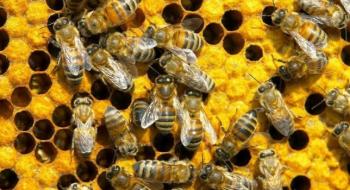 Постійна зміна температури цієї весни не вплине на зростання бджолосімей Рис.1