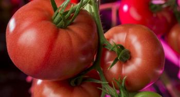 У Польщі вперше виростили рожеві томати зі світлодіодним досвічуванням Рис.1