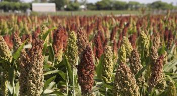 Вчені хочуть навчити рослини продукувати природний гербіцид Рис.1