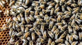 Вірусна інфекція змушує бджіл практикувати «соціальне дистанціювання» Рис.1