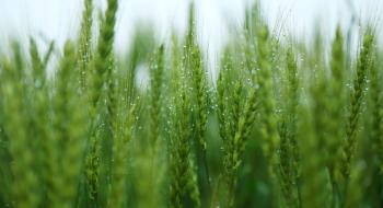 Аграріям розповіли, які обрати оптимальний фунгіцид для захисту зернових Рис.1
