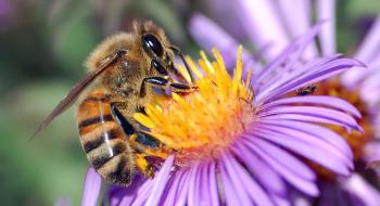 Бджолам загрожує новий небезпечний вірус Рис.1