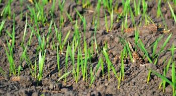 Через посуху НІБУЛОН втратив 8% площ озимих — Вадатурський Рис.1
