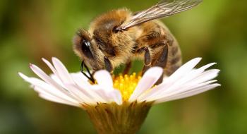 ФАО: Ми залежимо від виживання бджіл Рис.1