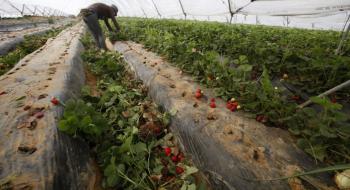 Іспанські фермери змушені знищувати урожай полуниці Рис.1