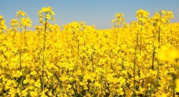 Компанія BASF презентувала оновлену політику продажів насіння озимого ріпаку Рис.1