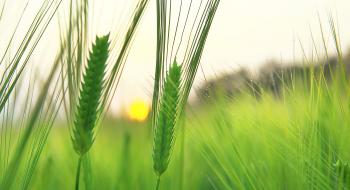 Компенсації за втрату посівів через посуху вистачить для покриття витрат — Висоцький Рис.1