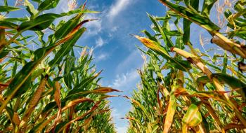 KWS виводить на ринок України три нових бренди кукурудзи Рис.1