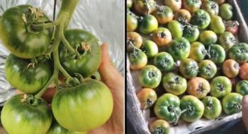 Китайські томатоводи масово вирощують зелені помідори Рис.1