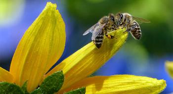 Пасічники просять уряд захистити бджіл від отруєння агрохімікатами Рис.1