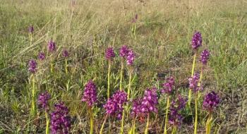 Перлина України: зацвіло найбільше в Європі поле диких орхідей Рис.1