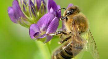 Поради аграріям щодо уникнення шкоди бджолам під час обприскування - BASF Рис.1