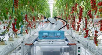 Роботи допомагають збирати і транспортувати томати в японській теплиці Рис.1