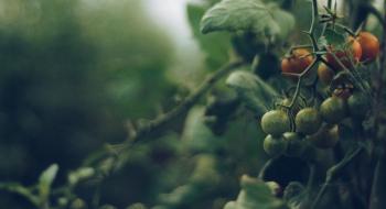У Канаді запустили уроки щодо захисту рослин томатів від фітофтори для приватних овочівників Рис.1