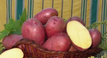 Вчені шукають стійкість картоплі у її диких предків Рис.1