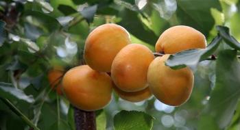 Заморозки на Закарпатті знищили врожай ранніх абрикосів та персиків Рис.1