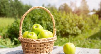 Зелене яблуко – доступна і корисна альтернатива дорогому імбиру Рис.1