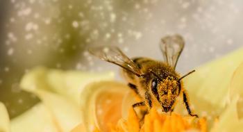 Інноваційні ЗЗР є безпечнішими для бджіл і ефективними водночас- науковець Рис.1