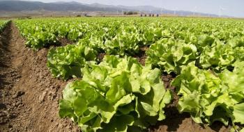 Іспанські вчені протестували новий вид компосту при вирощуванні шпинату і салату Рис.1