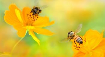 Лише 5% бджолосімей в Україні загинуло від отруєння пестицидами - експерт Рис.1
