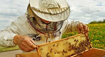 На Луганщині навчатимуть професії бджоляра Рис.1