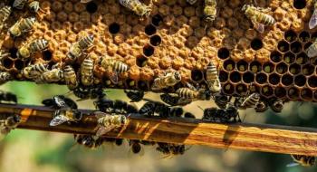 Нардепи пропонують ввести кримінальну відповідальність за знищення бджіл Рис.1