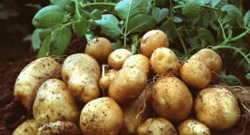 Підстав для зростання цін на картоплю немає, будемо з хорошим врожаєм – експерт Рис.1