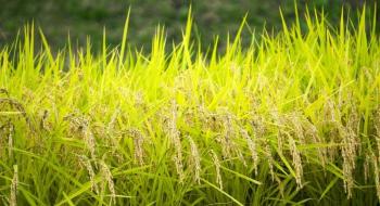 Провінція Китаю контролює вирощування рису з супутника Рис.1