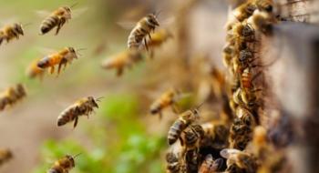 Регіон у Хорватії оголосили зоною стихійного лиха через отруєння 50 млн бджіл Рис.1