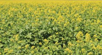 Рясні дощі допомагають рости українському органічному “санітару” ґрунтів Рис.1