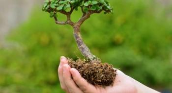 Тиск і ауксин допомогли коріння рослин залікувати рани Рис.1