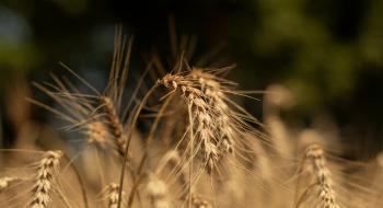 У 2020 році у світі очікується рекордний врожай зерновий, – ФАО Рис.1