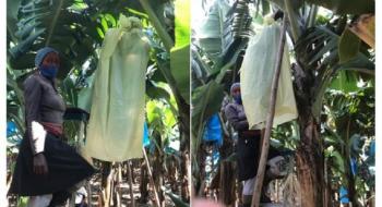 У Південній Африці тестують біорозкладні пакети для захисту грон бананів Рис.1