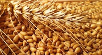 Україна змінює стандарти на пшеницю Рис.1