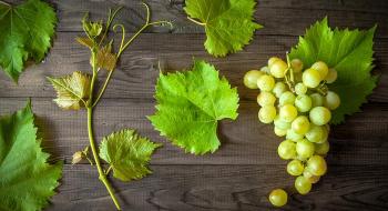 Український столовий виноград вже у продажу Рис.1