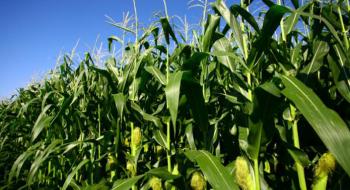 В A.G.R. Group посіви кукурудзи розвиваються з незначним запізненням Рис.1