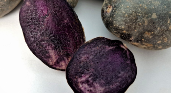 В Іспанії тестують новий сорт фіолетової картоплі Рис.1