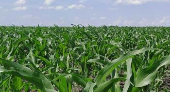 Важливість забезпеченості кукурудзи цинком в сезоні-2020 - Укравіт Рис.1